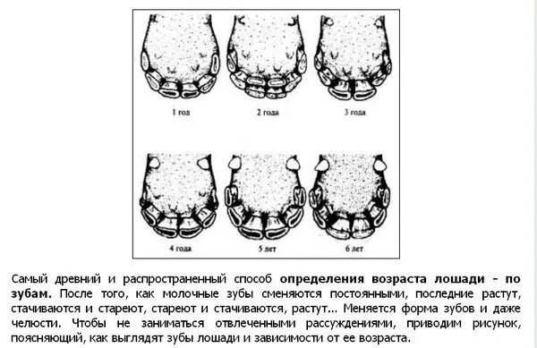 Horse teeth. Most common issues with equine dentition. Horse teeth and their age