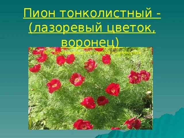 Пион тонколистный Лазорики. Пион тонколистный ареал. Пион тонколистный царство. Пион тонколистный красная книга Волгоградской области. Лазоревая степь содержание