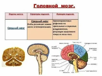 Строение и функции головного мозга кратко конспект
