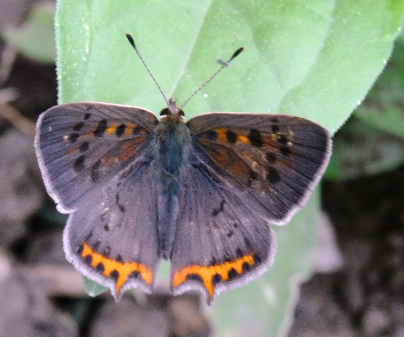 1 бабочки. первые бабочки весной. первые бабочки. бабочка 1. бабочка крапивница на лесной проталинке.