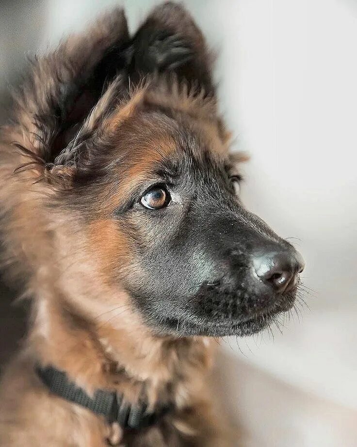 Pin on Puppy Love German shepherd dogs, German shepherd puppies, Shepherd dog