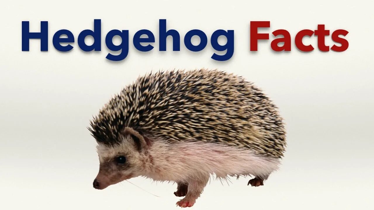 Jake says hedgehogs are decreasing. Ёжик птица гордая. длинноногие ежи. facts about hedgehogs. hedgehog for kids.