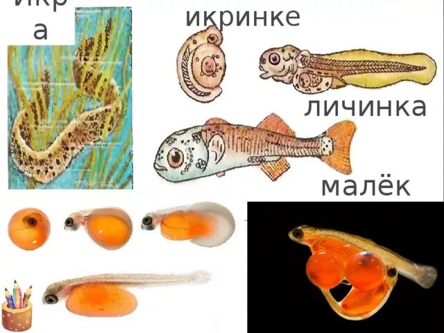Цикл развития рыб. Стадии развития рыбы схема. Икринка – личинка – малек…. Цепочка развития рыбы.