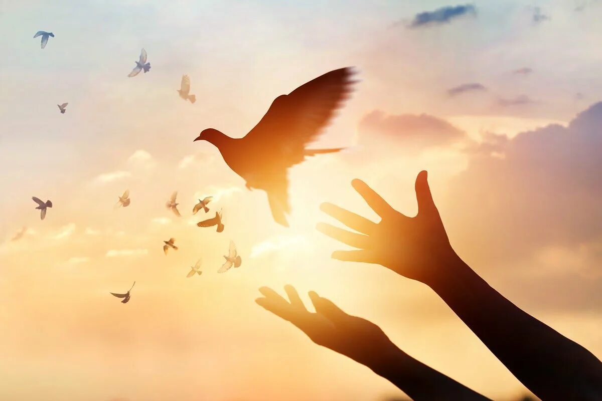 Свобода. Птица свободы. Птица улетает с руки. Птицы улетают. Птица на ладони.