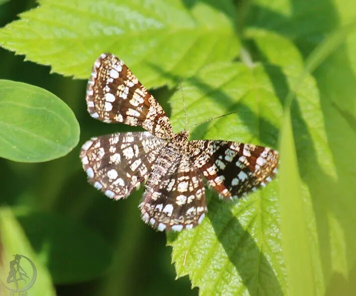пяденица белополосая бабочка. пяденица дымчатая березовая. пяденица крыжовниковая. пяденица цидария. бабочка березовая пяденица.