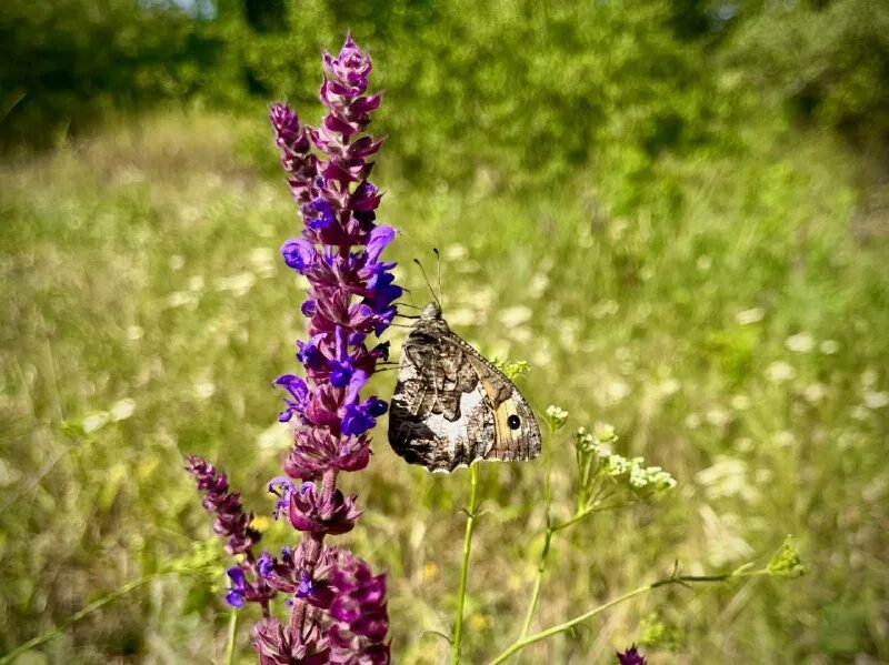шалфей мускатный вознесенский. вербена шалфей. шалфей дубравный "adrian". шалфей запах. шалфей трава мускатный.