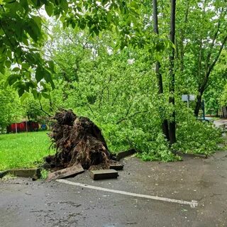 Упавшее дерево москва