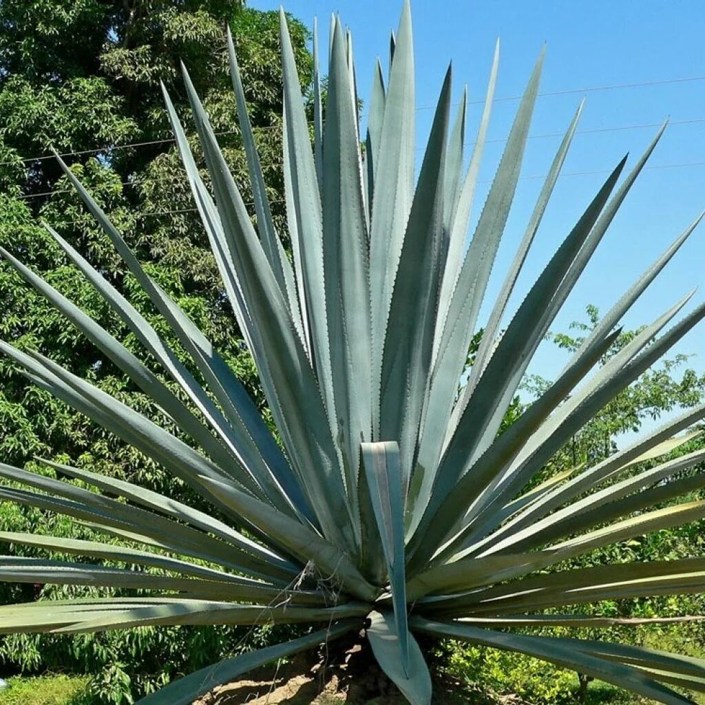 Кактус голубая Агава. Мексика Агава. Агава tequilana. Agave Azul tequilana Weber. Растение для текилы