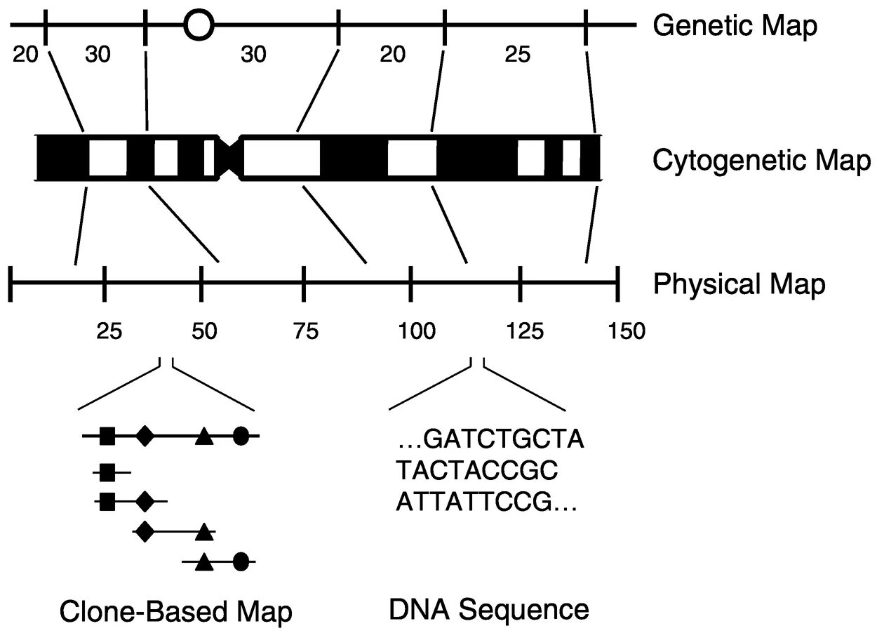 Genome Mapping. Genetic Map. Gene Map. Genetic Map of the Human chromosome.