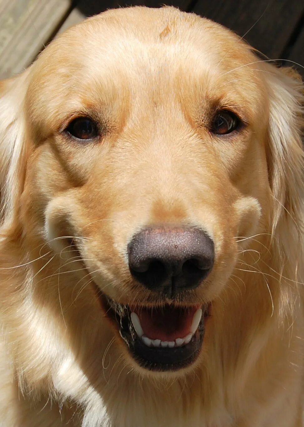 Золотистый улыбающийся пес. Золотистый ретривер улыбается. Голден ретривер улыбается. Золотистый ретривер 2 года. Ретривер улыбка.