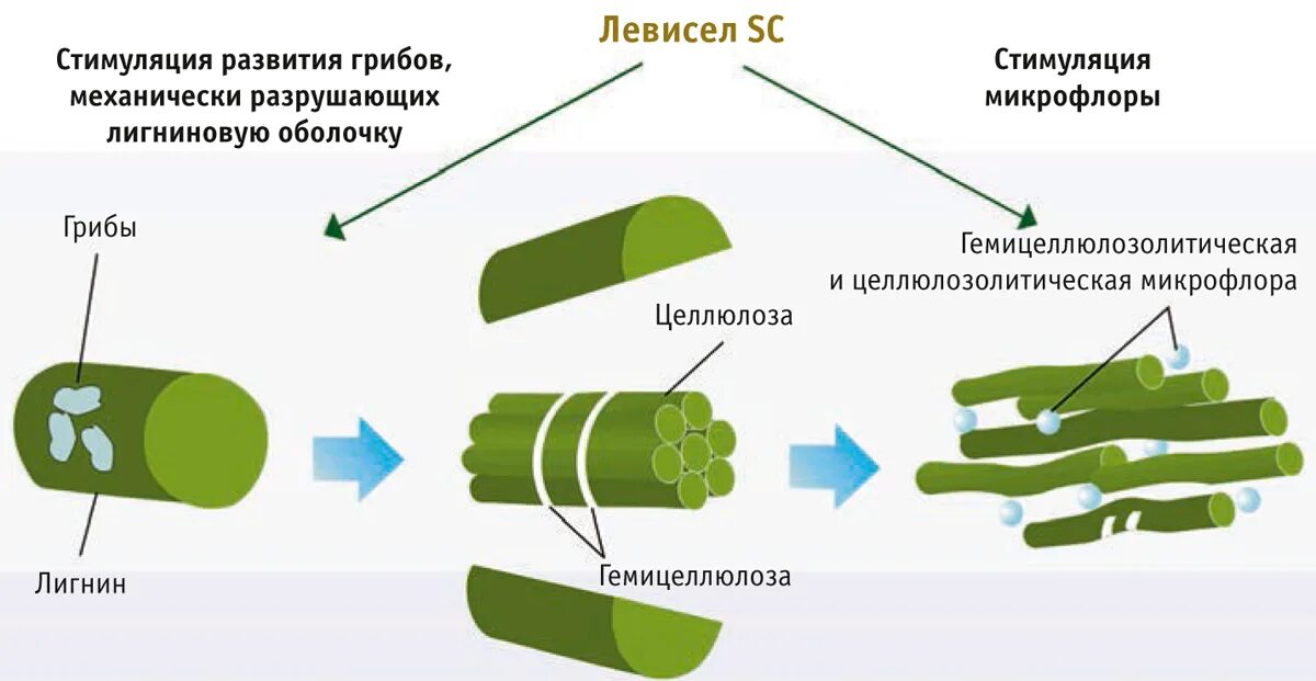 Рубцовые бактерии. Левисел SC Титан плюс, мешок, 25 кг. Левисел SC Титан плюс. Пробиотик Левисел. Расщепление клетчатки в рубце.