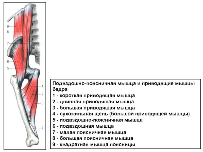 Мышцы приводящие в движение бедра. Подвздошная-поясничная и приводящие мышцы бедра. реабилитация подвздошно-поясничной мышцы. мышцы таза внутренняя группа малая поясничная. синергисты подвздошно-поясничной мышцы.