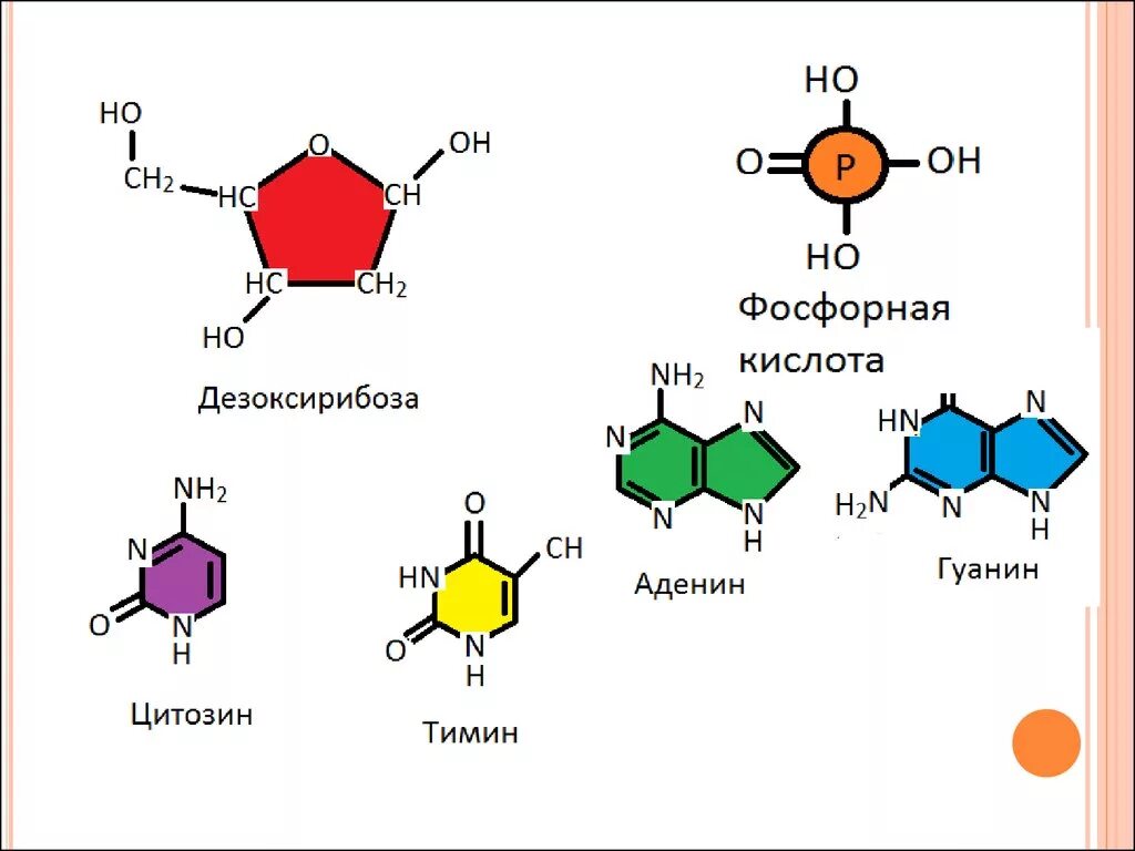 Замена аденина на тимин изменение плоидности клетки. Дезоксирибоза азотистые основания фосфорная кислота. Химический состав ДНК. ДНК формула. Химическая структура ДНК.