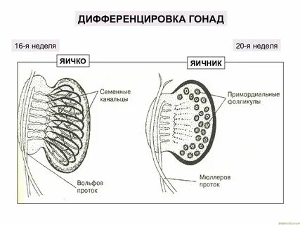 Гонады