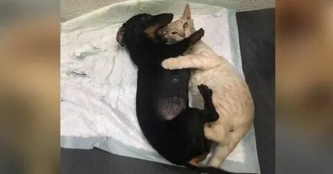 Подобрали котенка с улицы первые