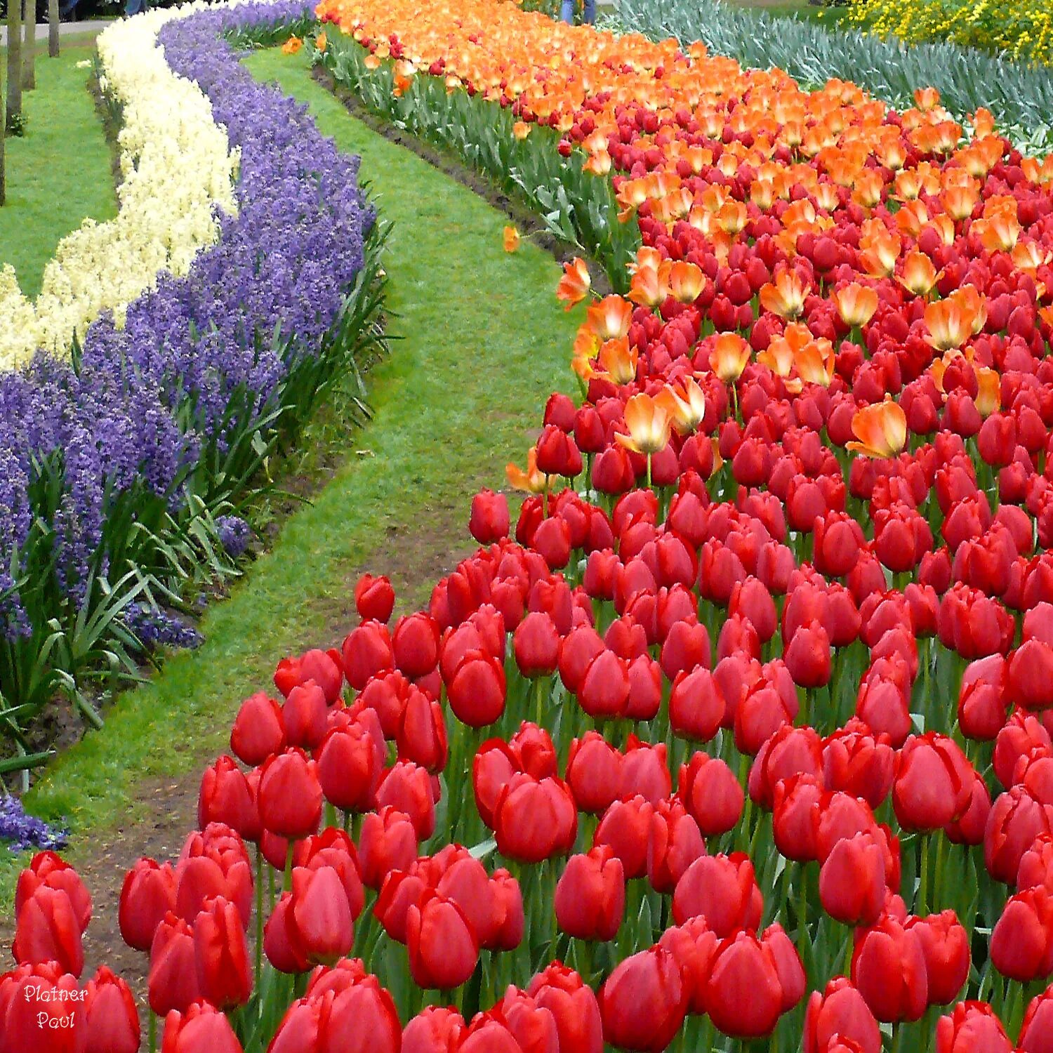 необычные красивые растения. самые красивые цвет в мире фото. миддлемист камелия. сад - асикага тюльпаны. парк койкенхоф парад тюльпанов.