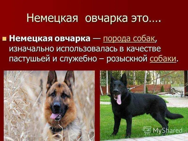 Овчарка текст. Пёс породы немецкой овчарки. служебные собаки породы овчарка. немецкая овчарка факты о породе. описать породу собак немецкая овчарка.