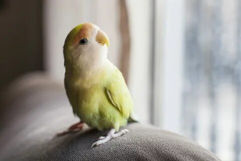 Pet birds