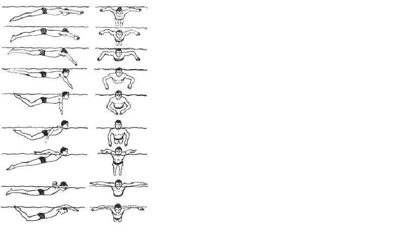 Баттерфляй плавание техника. Баттерфляй техника плавания схема. Стиль плавания Баттерфляй движение ног. Баттерфляй плавание техника рук. Плавание брассом для начинающих видео
