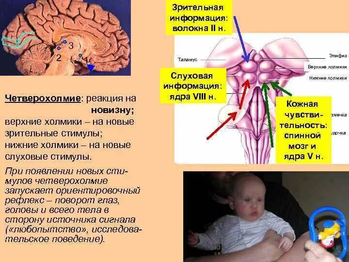 Слуховые стимулы. Четверохолмие. Зрительный анализатор четверохолмие. Зрительная информация четверохолмия. Слуховой анализатор четверохолмие.