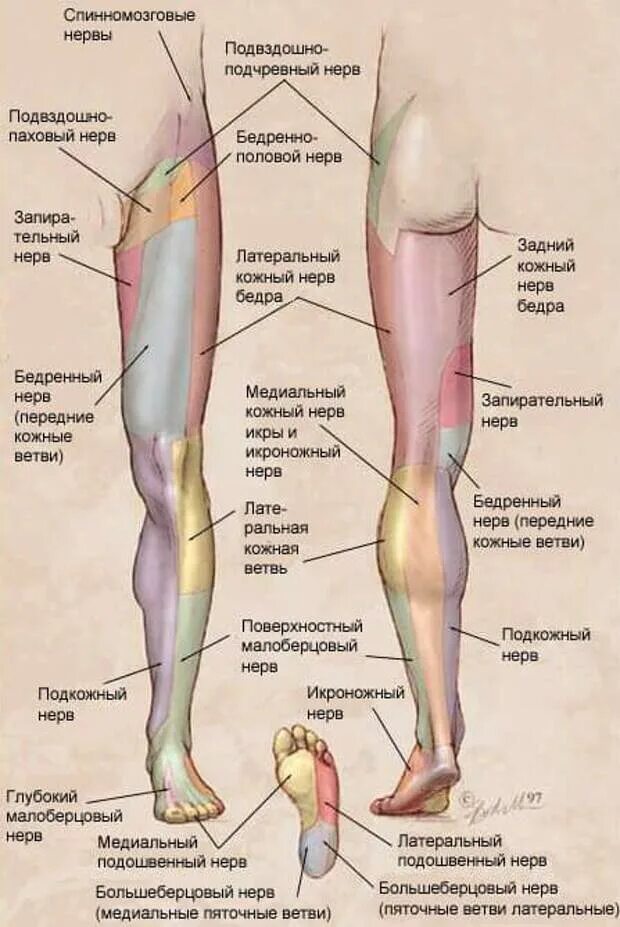 Почему в ногах ощущения