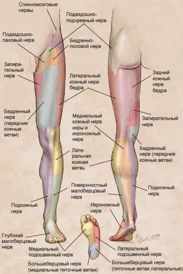 Боль в ногах от бедра до стопы. Иннервация кожи нижней конечности. Большеберцовый нерв чувствительность. Название частей ноги. Малоберцовы йнеры зона иннервцаии.