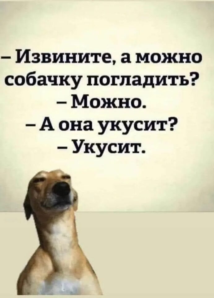 Не даю гладить собаку. Можно собачку погладить. можно погладить вашу собаку. можно погладить собаку мем. можно собачку погладить можно а она не укусит.