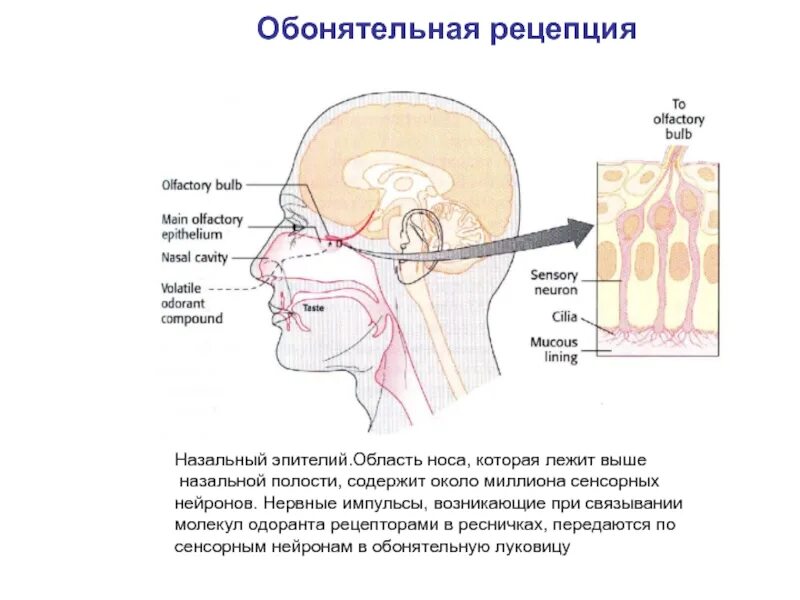 Обонятельно звуковой. Механизм обонятельной рецепции. Обонятельная рецепция физиология. Исследование обонятельной функции. Механизм рецепции обонятельного анализатора.