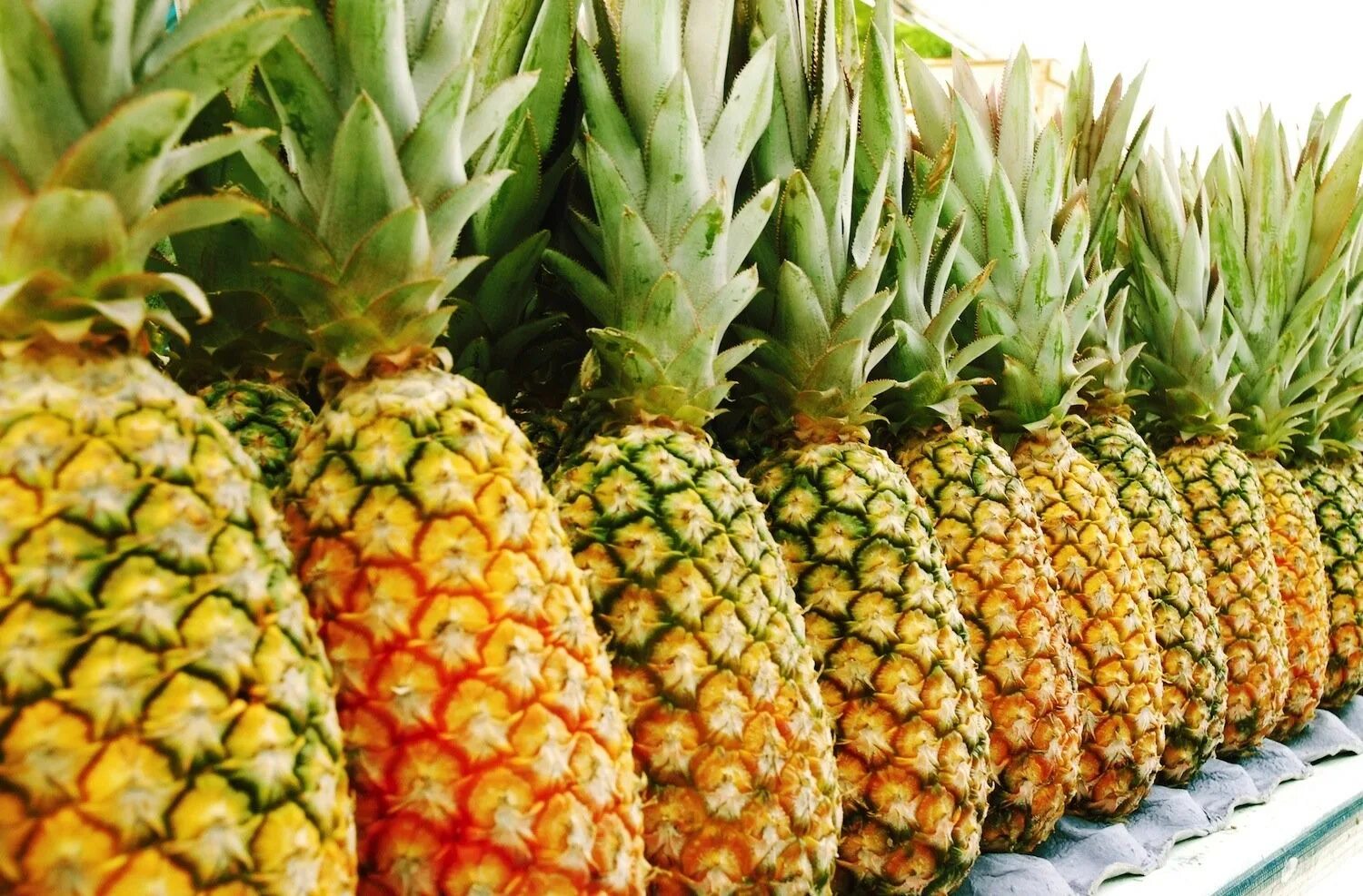Что входит в ананас. Ананасы сорта королева виктория. ананас сорт тайвань. royal pineapple ананас. семена ананаса.
