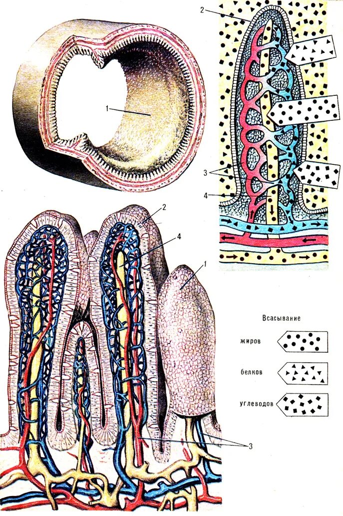 Всасывание жиров ворсинками кишечника. Всасывание питательных веществ в тонком кишечнике. Всасывание питательных веществ ворсинками. Всасывание питательных веществ ворсинками эпителия. Всасывание питательных веществ микроворсинками эпителия.