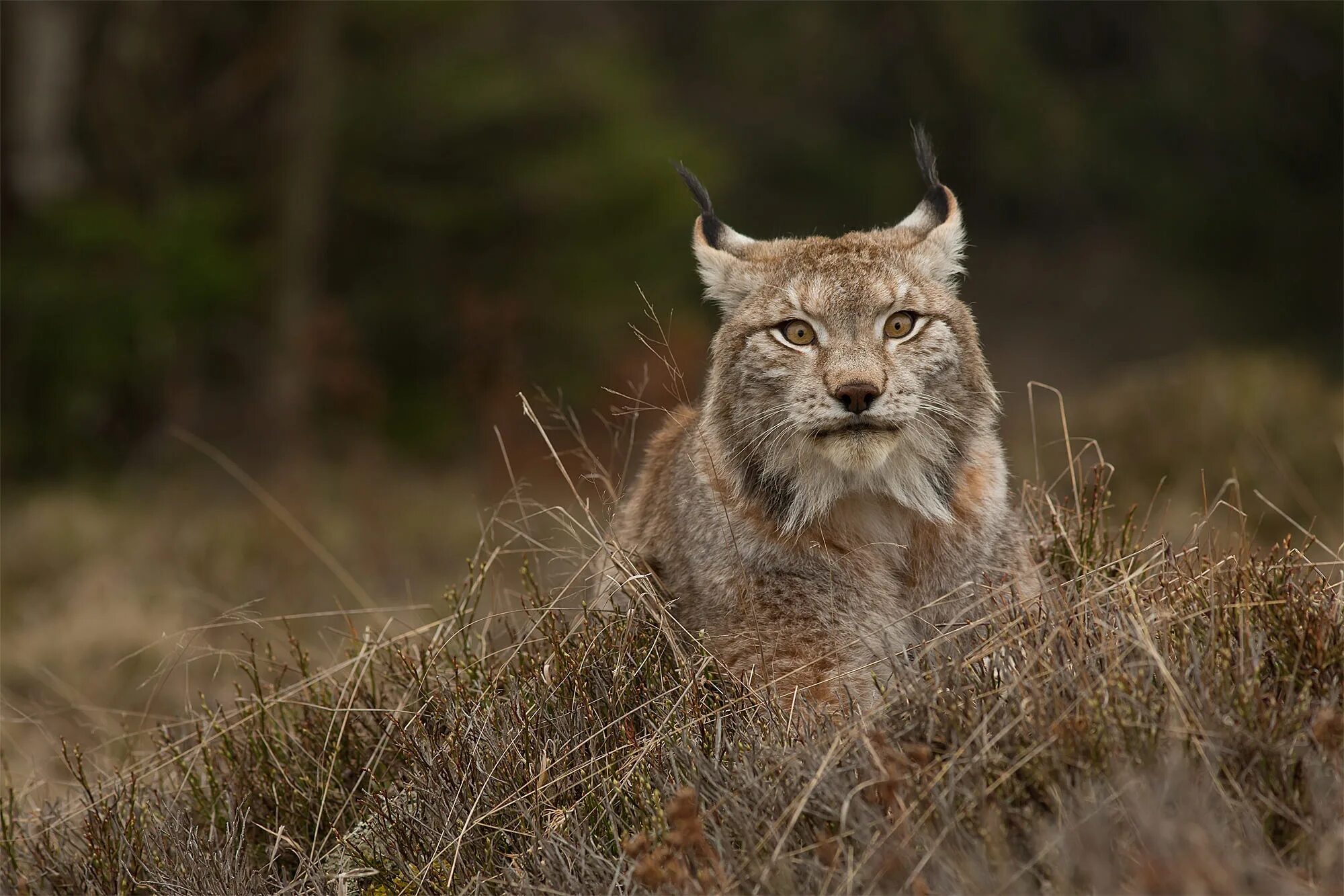 Река рысь. Рысь Линкс. Рысь (Lynx Lynx) в дикой природе. Обыкновенная Рысь Калужские Засеки. Рысь в Забайкалье.