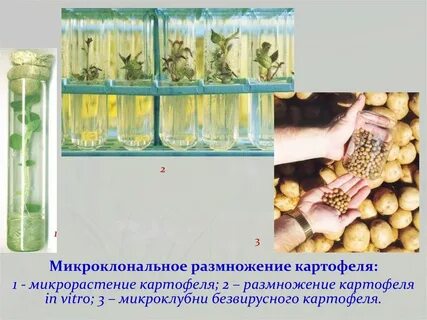 Микроклональное размножение животных