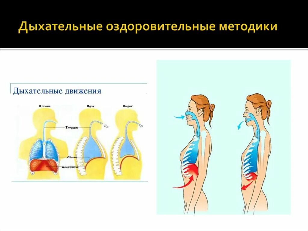 Дыхание оздоровления. Дыхательные оздоровительные методики. Современные дыхательные методики. Оздоровительные методики по дыханию. Методика дыхательной системы.