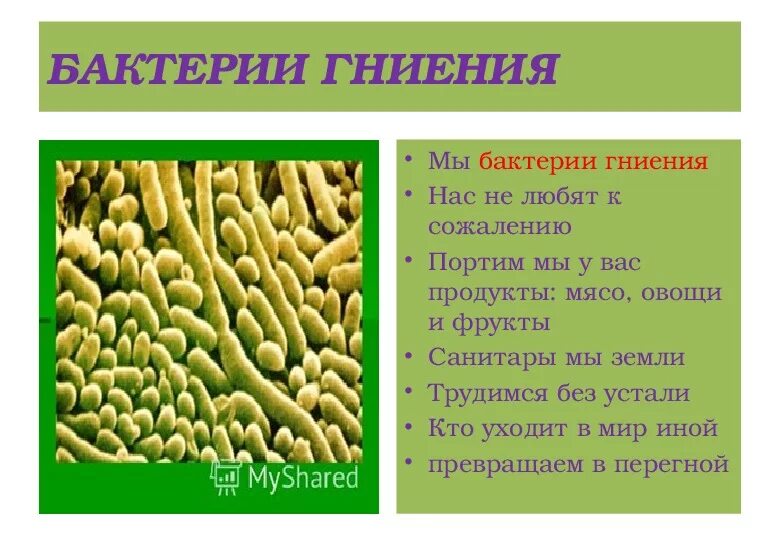 Гнилостные бактерии питание. Бактерии гниения. Бактерии гниения роль в природе. Роль бактерий гниения. Бактерии гниения роль в жизни человека.