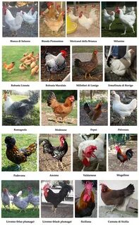 Какие породы кур несушек самые лучшие