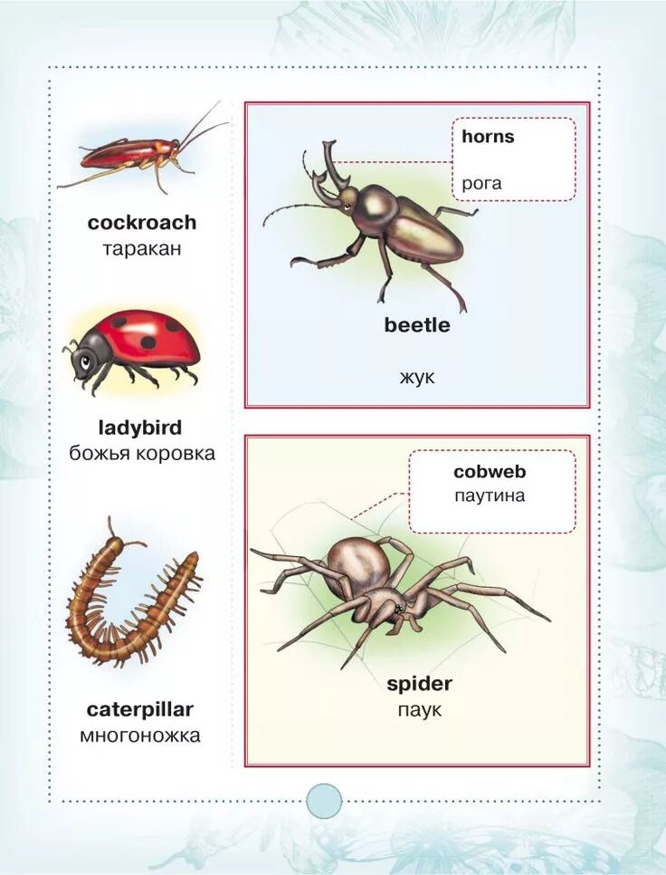 Spider транскрипция и перевод
