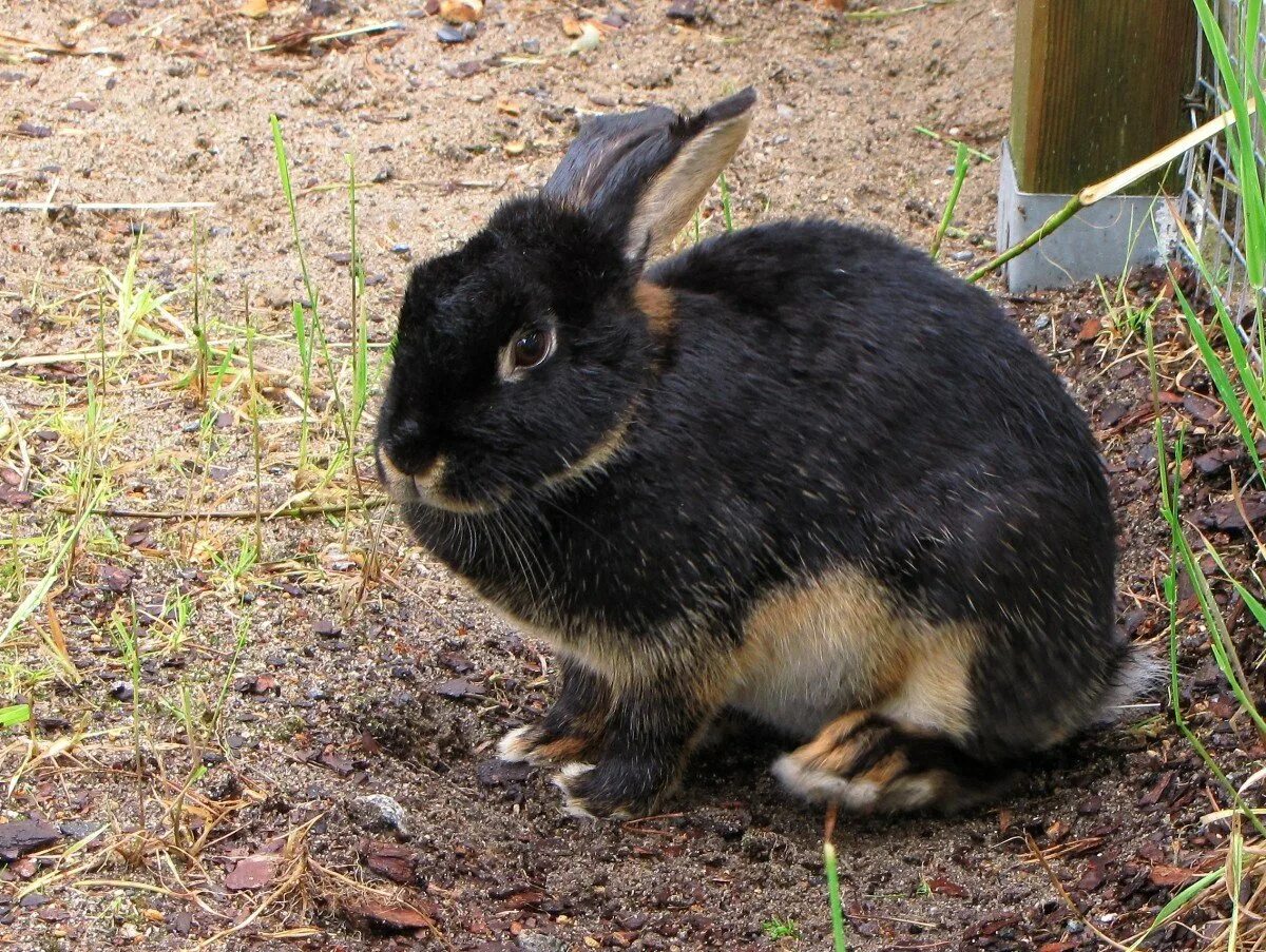 Black rabbit