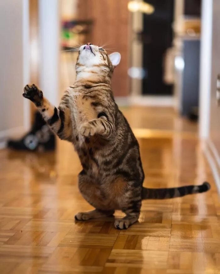Где котики танцуют. Танцующий кот. Котенок танцует. Коты танцы. Танцующая кошка.