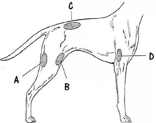 куда колоть щенка. укол собаке внутримышечно. куда колоть щенка.