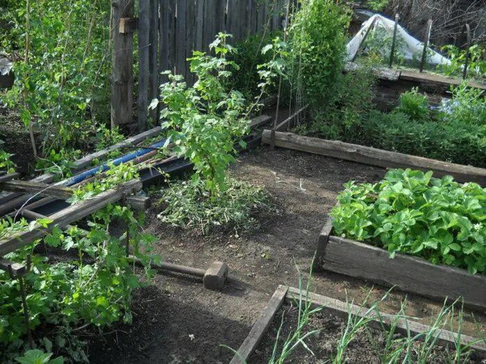 умный огород без хлопот