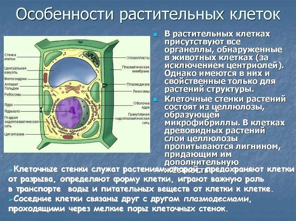 Растительной клетки кратко