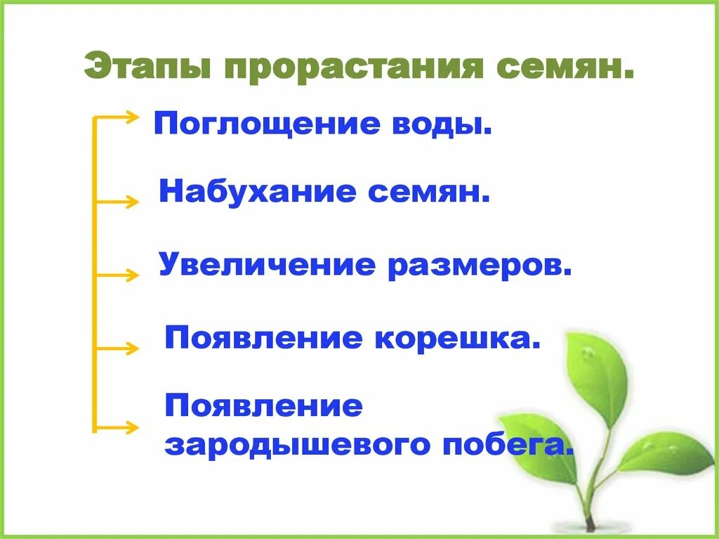 Биология 6 класс прорастание семян вопросы. Этапы прорастания. Стадии прорастания семян. Условия прорастания семян. Фазы и условия прорастания семян.