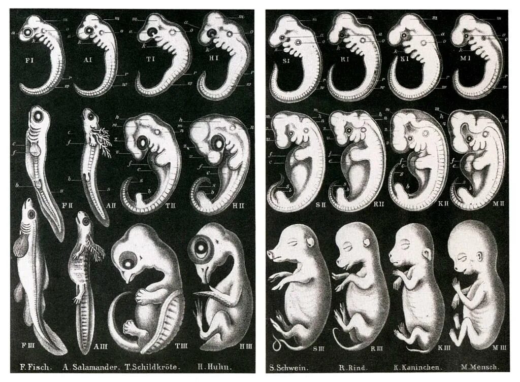 1 стадия развития эмбриона. Эмбрионы геккеля. геккель рисунки эмбрионов. геккель эмбриогенез. стадии человеческого эмбриона.