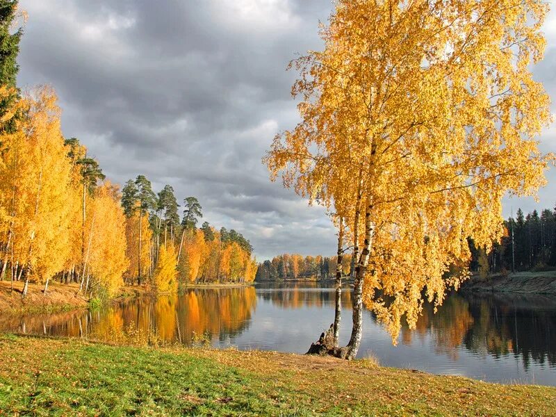 Березова роща Золотая осень. Золотая осень. Березки у реки. Кировская область. Озера Валдая Золотая осень. Природа России Золотая осень. Березки надели