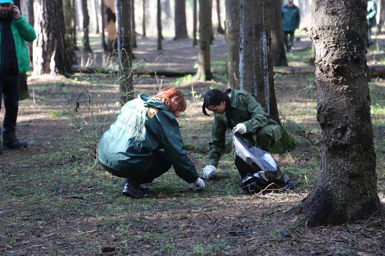 Уборка леса. Уборка леса. Уборка леса. Уборка леса. Уборка леса.