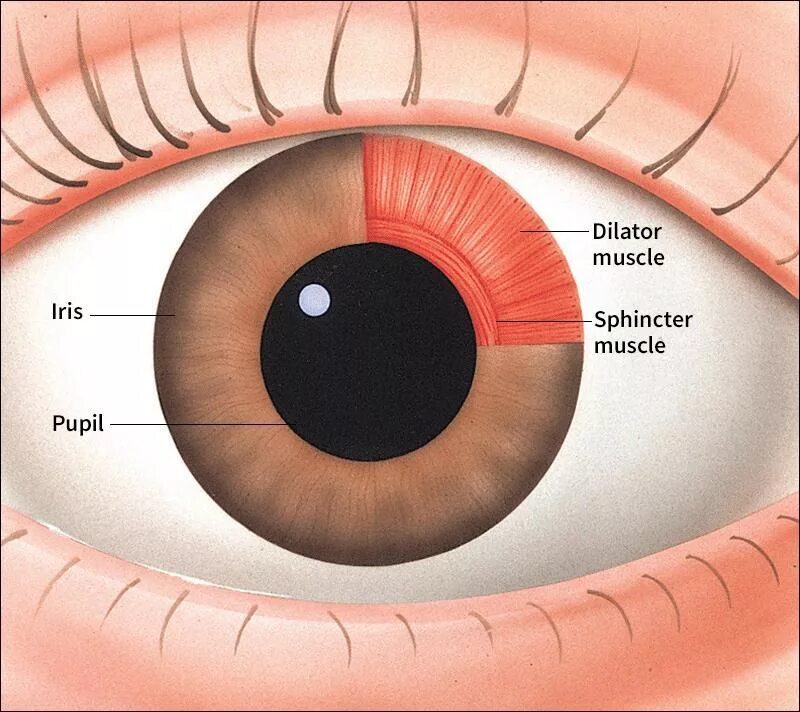 Сужает зрачки нервная система. Сфинктер и дилататор зрачка мышца. Радужка глаза анатомия. Мышцы зрачка. Мышцы радужной оболочки.