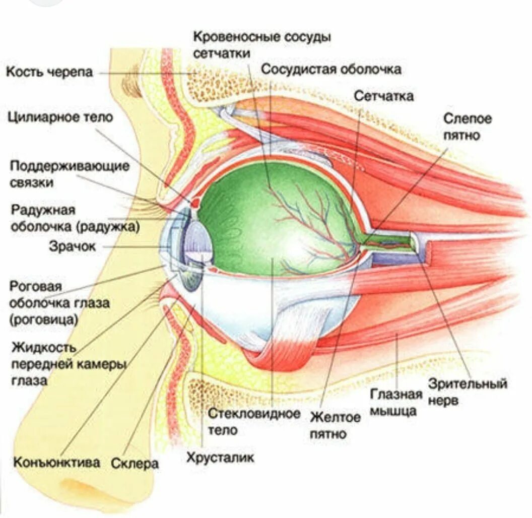 Глазные яблоки расположены в парных углублениях черепа. Внутреннее строение глаза человека схема. Строение глаза человека анатомия. Полное строение глаза человека. Анатомическое строение глаза.