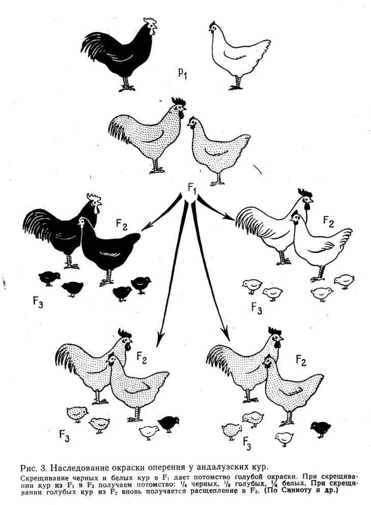 Наследование окраски оперения у кур. Наследование окраски оперения у андалузских кур. Наследование пола у кур. Скрещивание кур расщепление.