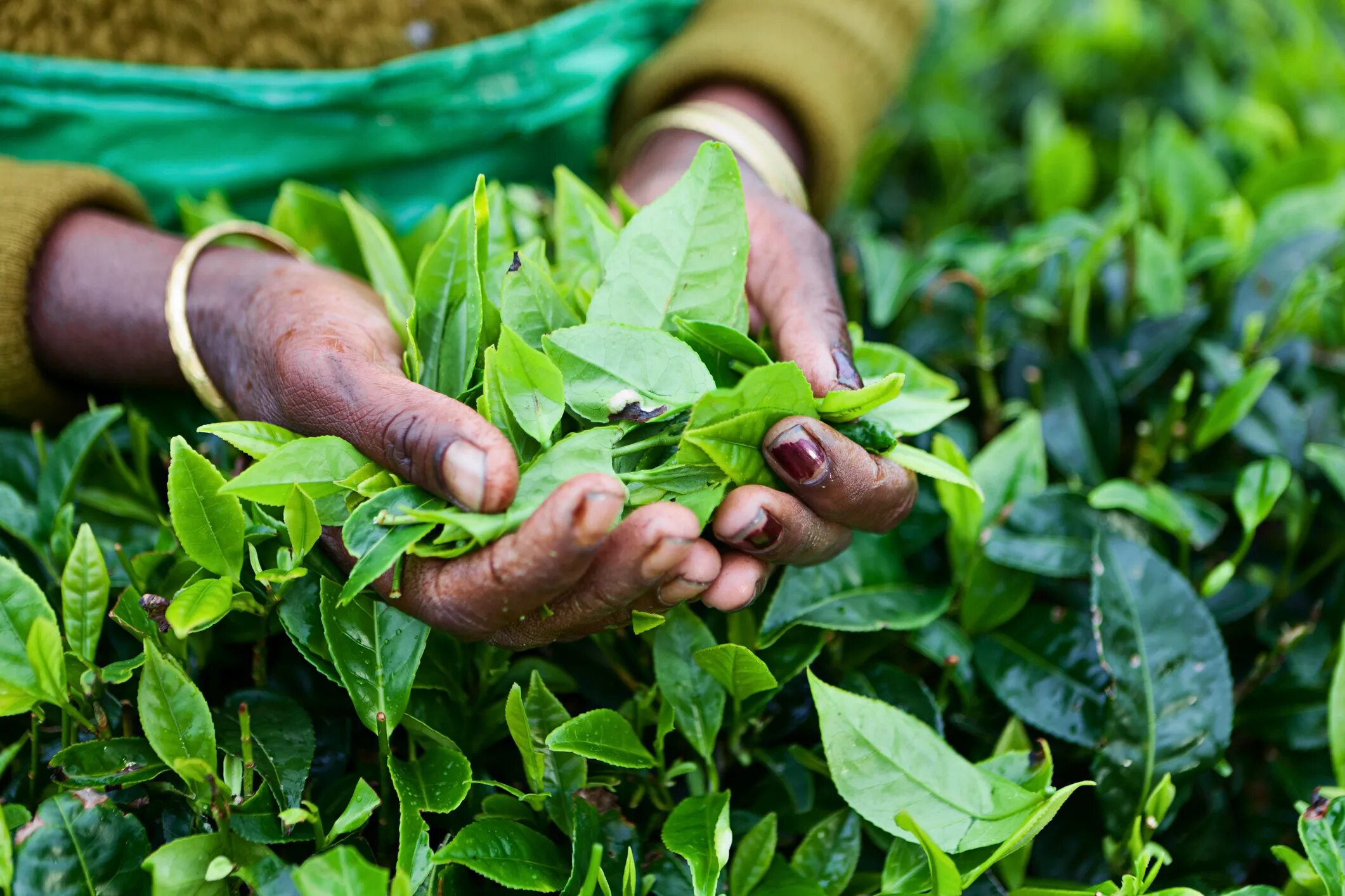 Nuwara Eliya чай. Сбор чая на Цейлоне. Чайный лист Шри Ланка. Сборщицы чая Шри Ланка. Сигареты на шри ланке