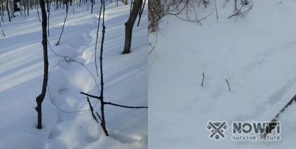 Как ставить петли на зайца зимой правильно. Диаметр петли на зайца. проволока для петель на зайца. петля на тропе.